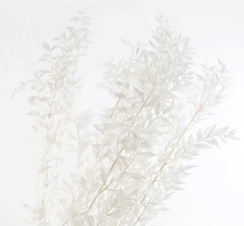 RUSCUS stabilisé blanc
