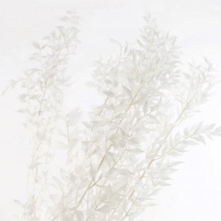 Ruscus blanc