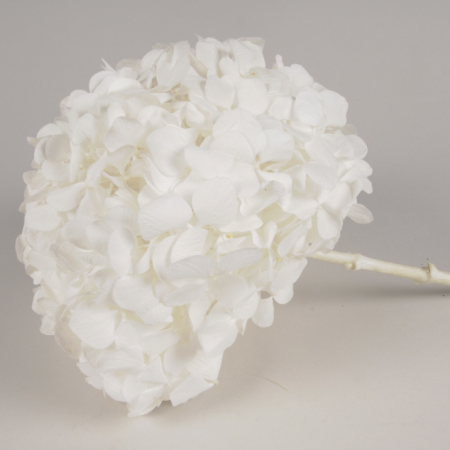 hortensia blanche