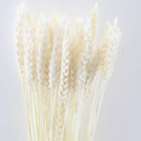 Blé blanchi