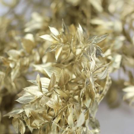 Ruscus gold