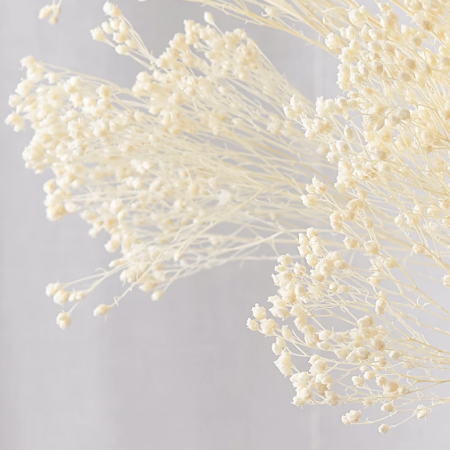 broom bloom blanc