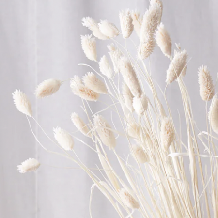 phalaris blanc