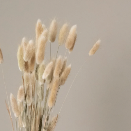 lagurus naturel